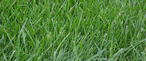 3lbs Tall Fescue Grass Seed D23246