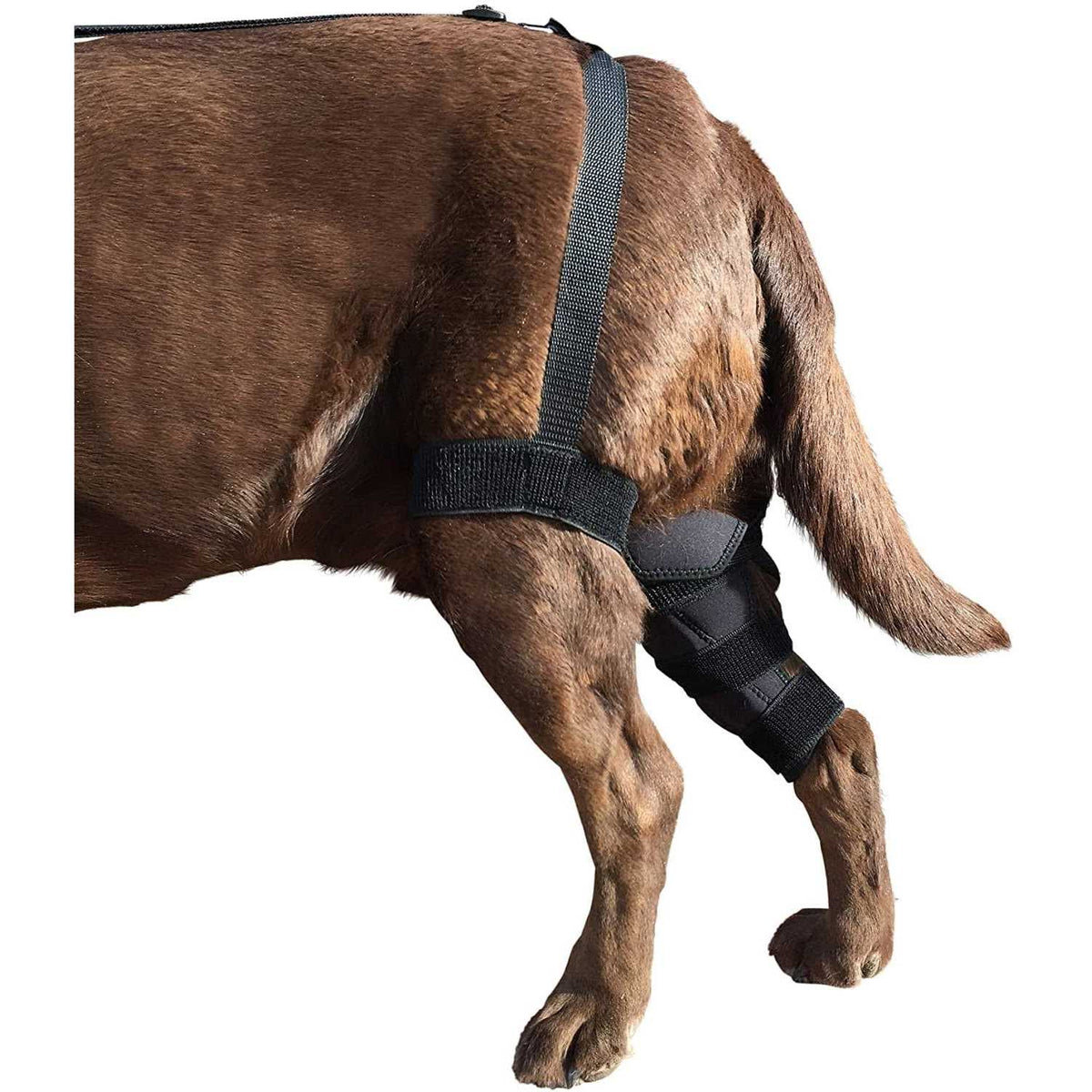Metal Hinged Knee Brace for Dogs N545