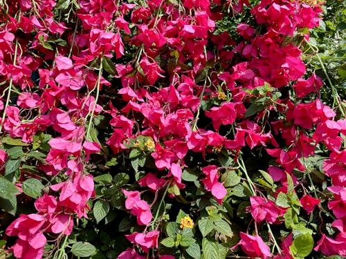 Fuchsia Artificial Silk Hanging Flowers Pack of 2 S42496