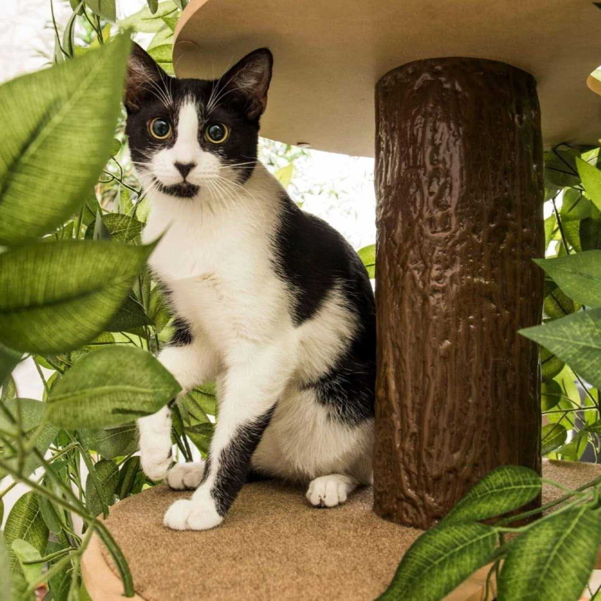 Cat Tree with Leaves Cat House Cat Activity Tree O72509