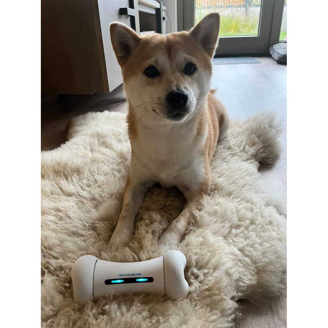 Automatic Interactive Dog Toys O6193