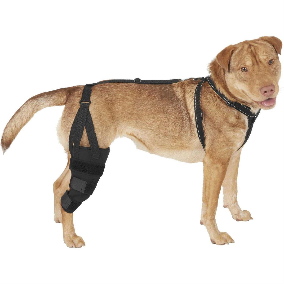 Metal Hinged Knee Brace for Dogs N545