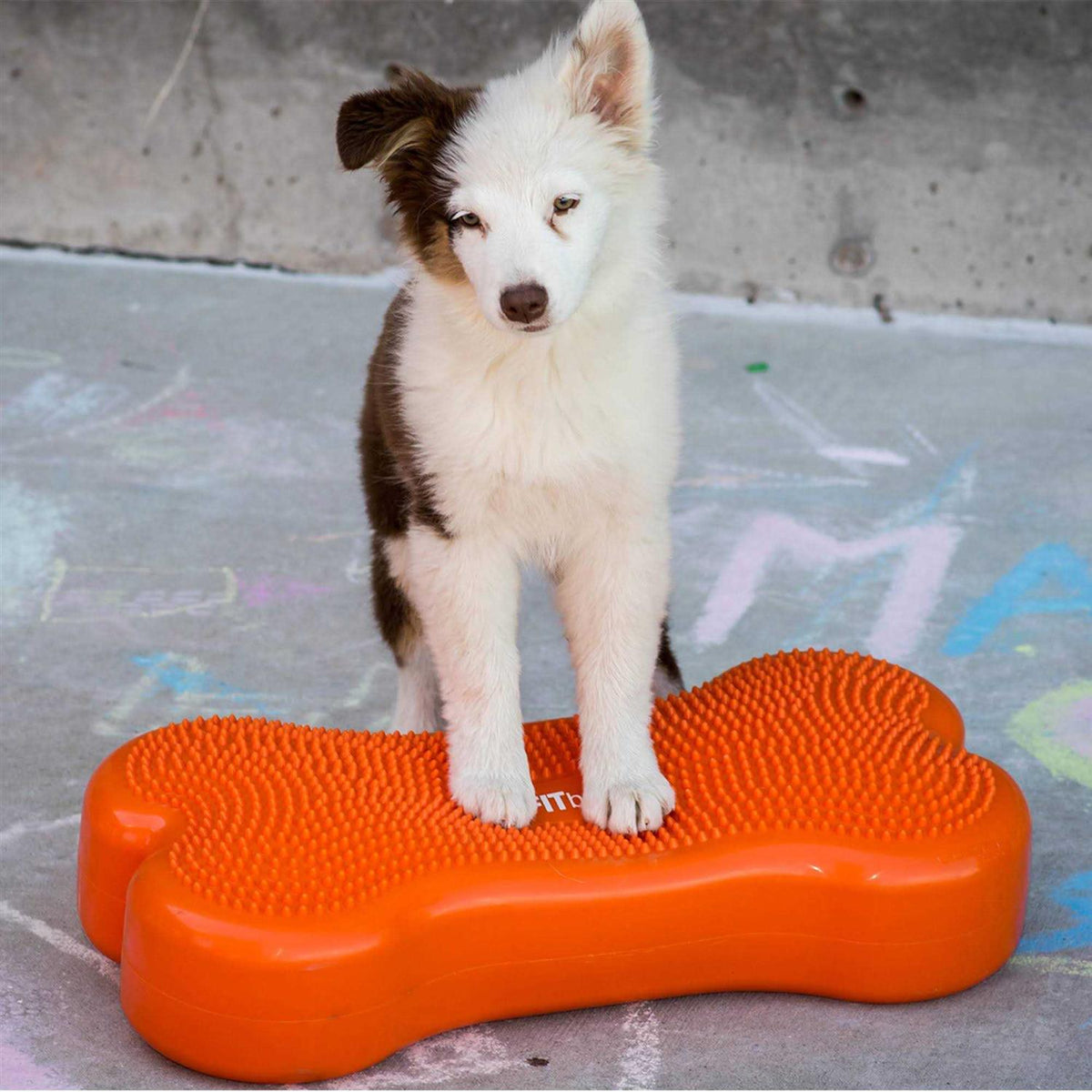 Agility Training Pet Supplies I511985