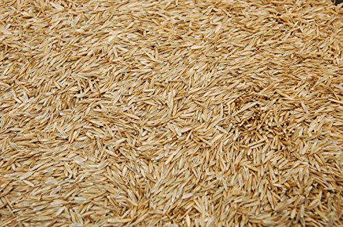 3lbs Tall Fescue Grass Seed D23246