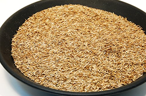 3lbs Tall Fescue Grass Seed D23246