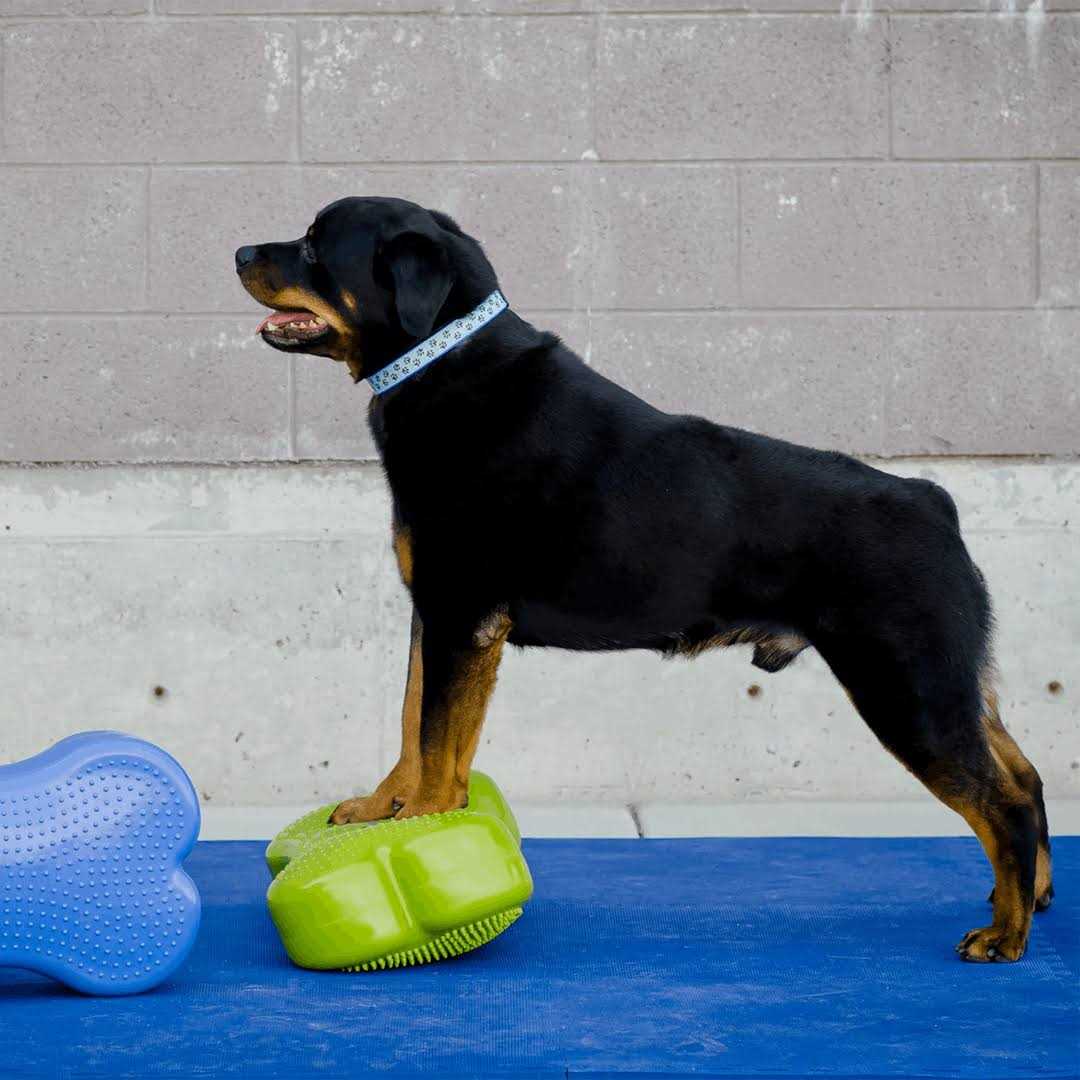 Agility Training Pet Supplies I511985