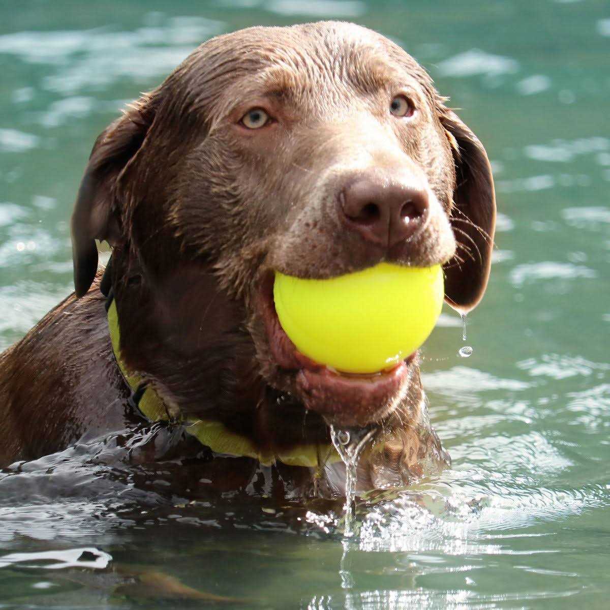 Dog Toy Ball P987208
