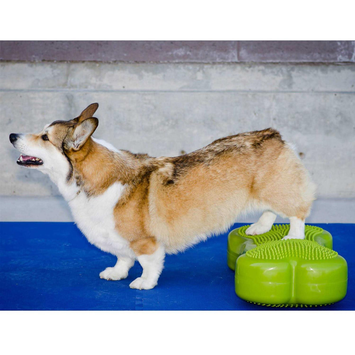 Agility Training Pet Supplies I511985